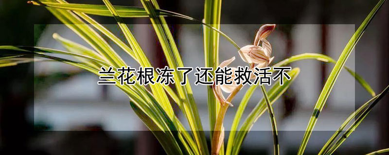 兰花根冻了还能救活不（兰花根冻伤了还能活吗）