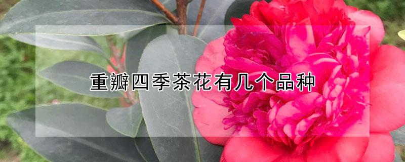重瓣四季茶花有几个品种（四季茶花有多少个品种）