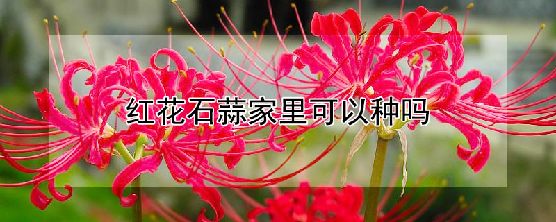 红花石蒜家里可以种吗 红花石蒜可以种在家吗