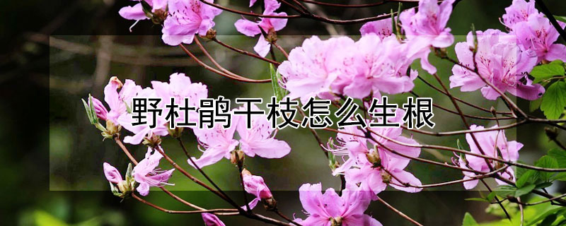 野杜鹃干枝怎么生根 野杜鹃干枝可以土养生根吗