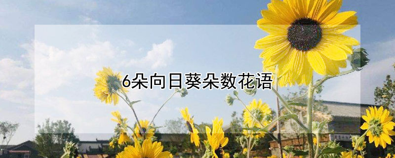 6朵向日葵朵数花语 5朵向日葵朵数花语