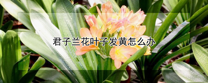 君子兰花叶子发黄怎么办（君子兰花叶发黄应该怎么办）