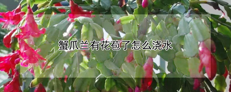 蟹爪兰有花苞了怎么浇水(蟹爪兰有花苞了浇什么肥水好)