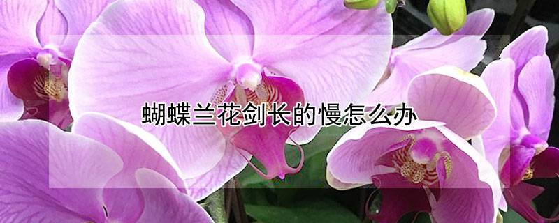 蝴蝶兰花剑长的慢怎么办 蝴蝶兰花剑很细
