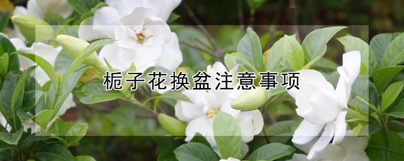 栀子花换盆注意事项 刚买回来的栀子花换盆注意事项