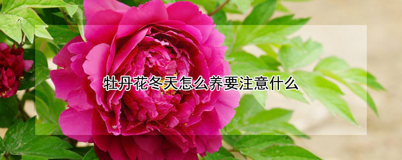 牡丹花冬天怎么养要注意什么(冬季牡丹花怎么养)