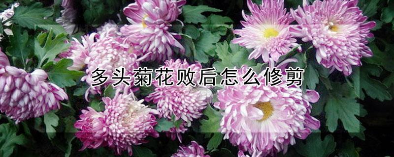 多头菊花败后怎么修剪（菊花开败后怎样修剪）