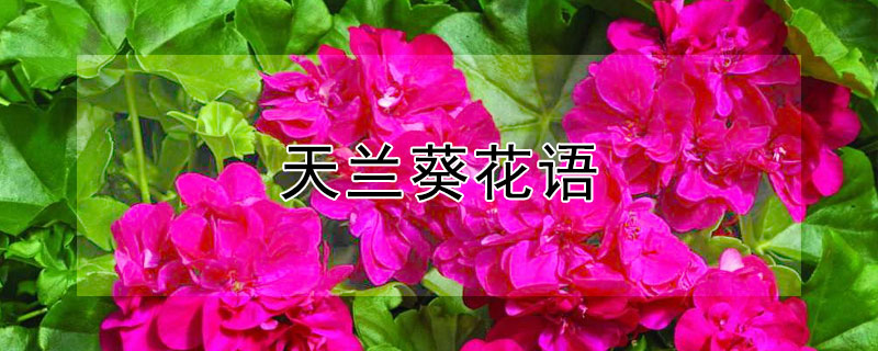 天兰葵花语（天兰葵花语是什么）