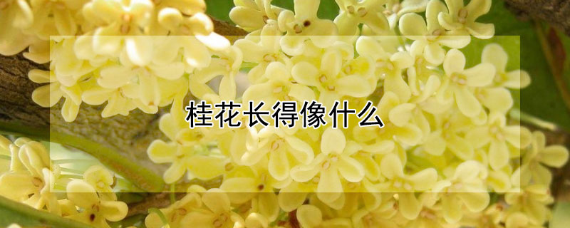 桂花长得像什么 桂花长得像什么?