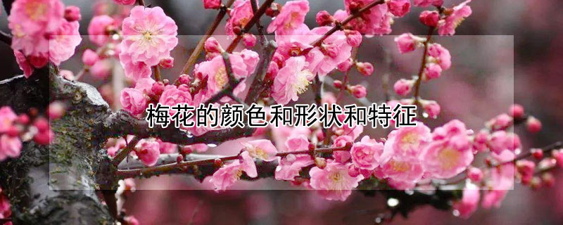梅花的颜色和形状和特征 梅花的颜色和形状和特征写作文500字