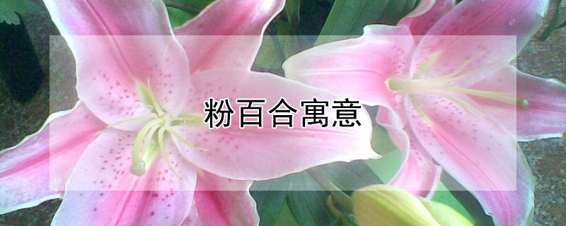 粉百合寓意（粉百合寓意着什么）