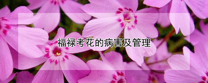 福禄考花的病害及管理（福禄考花怎么养护）