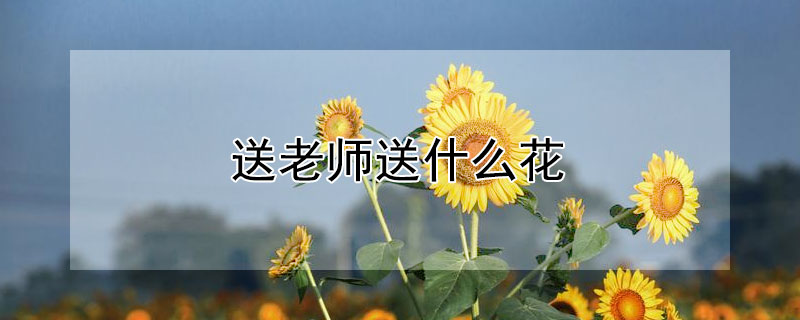 送老师送什么花 送老师送什么花送几朵