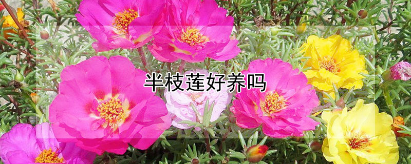 半枝莲好养吗（半枝莲适合在家种吗）