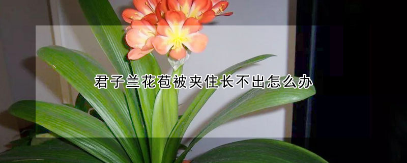 君子兰花苞被夹住长不出怎么办 君子兰开花被夹住了怎么办