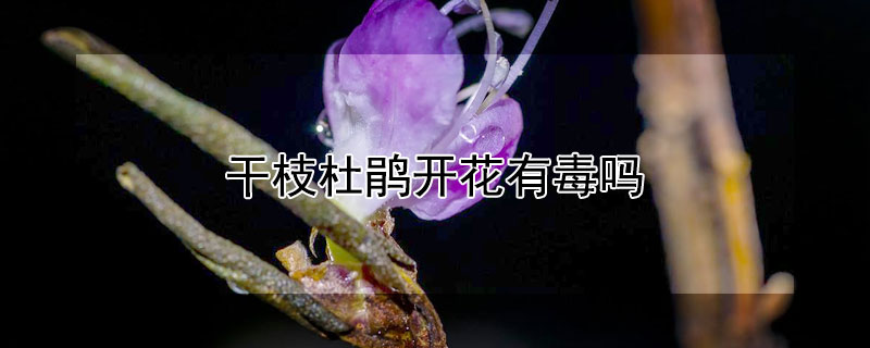 干枝杜鹃开花有毒吗（干枝杜鹃的花有毒吗）