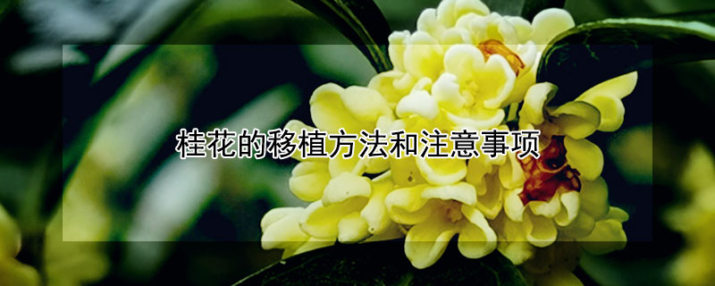 桂花的移植方法和注意事项（桂花移栽操作流程）