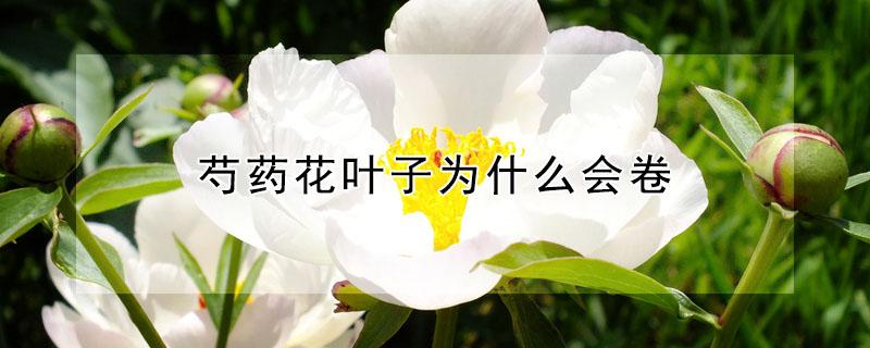 芍药花叶子为什么会卷 芍药卷叶是怎么回事