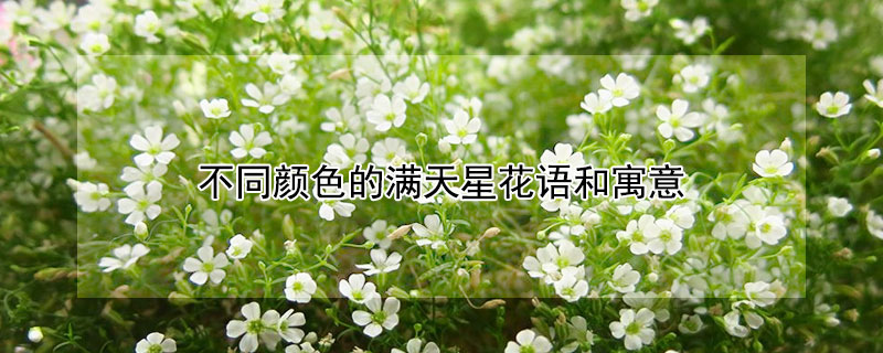 不同颜色的满天星花语和寓意 满天星所有颜色的花语寓意