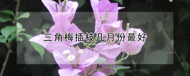 三角梅插枝几月份最好 三角梅花几月份扦插最好
