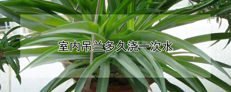 室内吊兰多久浇一次水（室内养吊兰多久浇一次水合适）