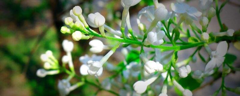 白丁香花的寓意（白丁香花的寓意和象征）