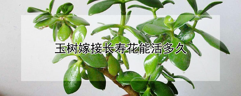 玉树嫁接长寿花能活多久（玉树嫁接长寿花能活多久开花吗）