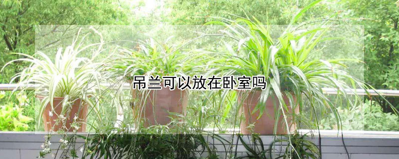 吊兰可以放在卧室吗 绿萝和吊兰可以放在卧室吗