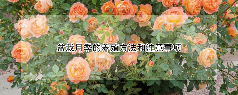 盆栽月季的养殖方法和注意事项（盆栽月季的养殖方法和注意事项怎样修剪月季花）