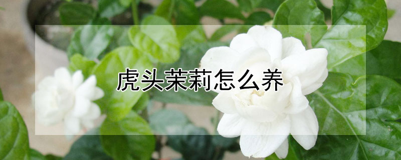 虎头茉莉怎么养 刚买的虎头茉莉怎么养