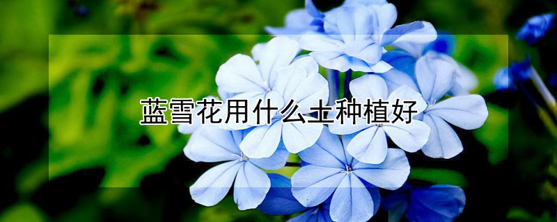 蓝雪花用什么土种植好（蓝雪花用什么土养怎么养）