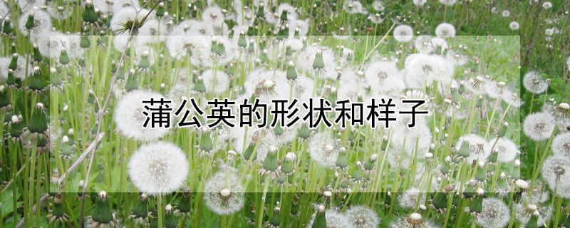 蒲公英的形状和样子 蒲公英的形状和样子怎么写