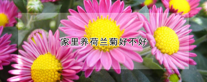 家里养荷兰菊好不好(荷兰菊图片适合家养吗)