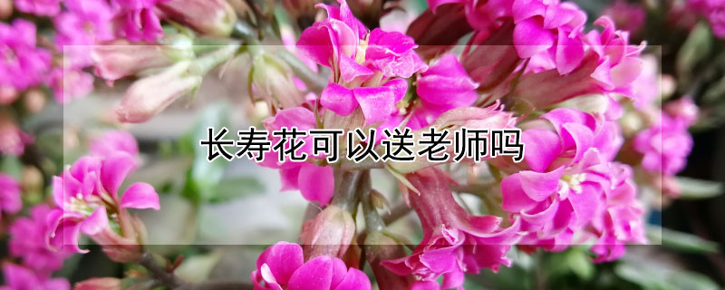 长寿花可以送老师吗（长寿花送给老师合不合适）