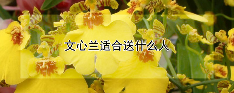 文心兰适合送什么人（文心兰和什么配）