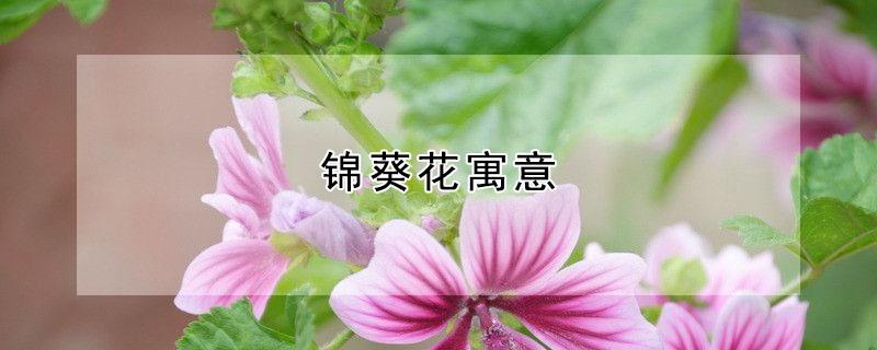 锦葵花寓意 锦葵花简介