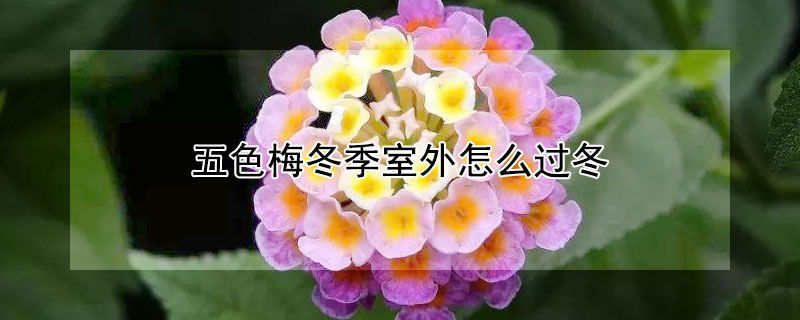 五色梅冬季室外怎么过冬 五色梅室外能不能越冬