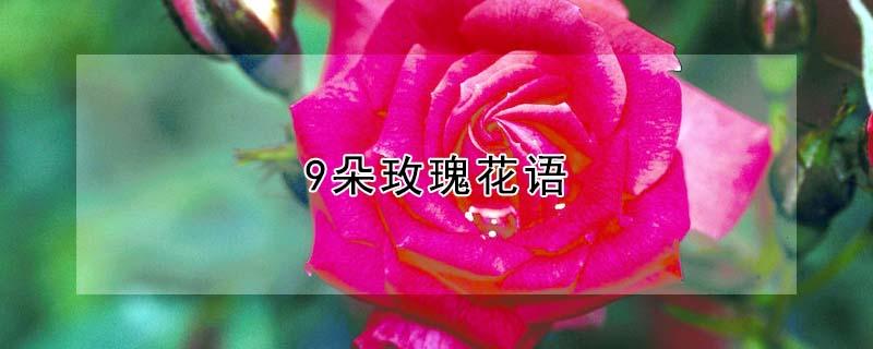 9朵玫瑰花语 9朵玫瑰花语是什么意思
