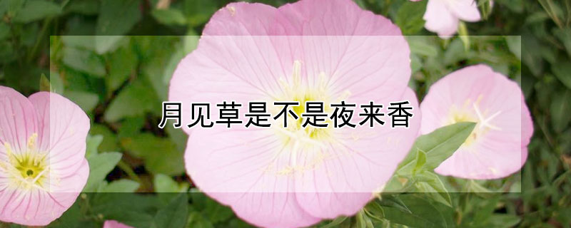 月见草是不是夜来香 月见草和夜来香是同一种花吗?