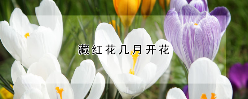 藏红花几月开花 藏红花什么时候开花结果