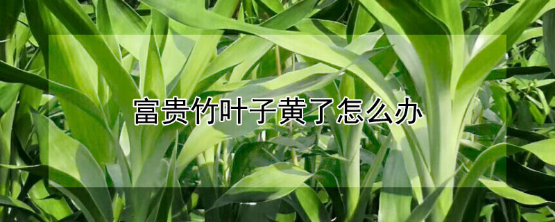 富贵竹叶子黄了怎么办（朱蕉富贵竹叶子黄了怎么办）