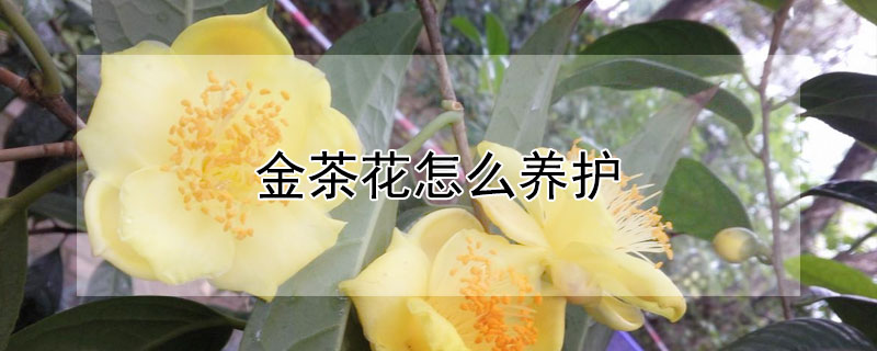 金茶花怎么养护（金花茶如何养护）