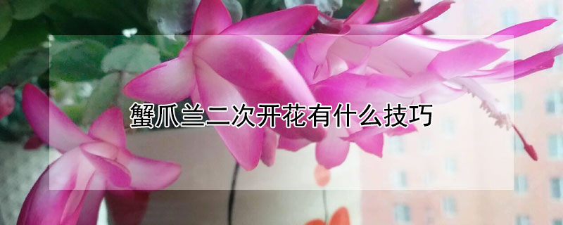 蟹爪兰二次开花有什么技巧 蟹爪兰如何二次开花
