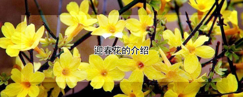 迎春花的介绍 迎春花的介绍以及特点