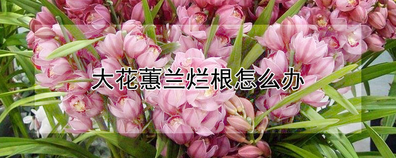 大花蕙兰烂根怎么办 大花蕙兰烂叶子