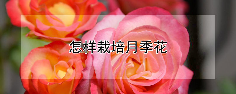 怎样栽培月季花（怎么栽培月季花）