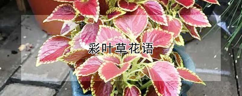 彩叶草花语 彩叶草花语不好会影响人吗