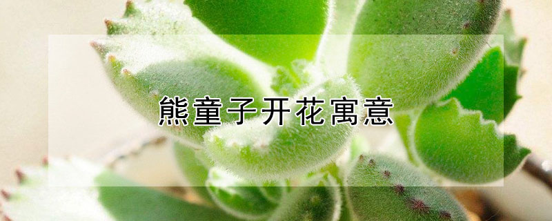 熊童子开花寓意 熊童子开花是好兆头吗