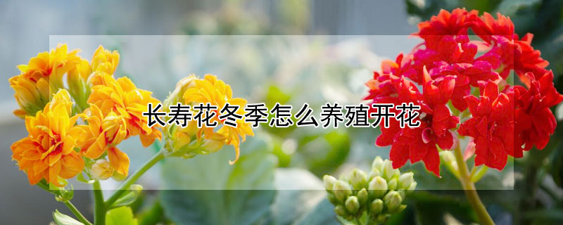长寿花冬季怎么养殖开花 长寿花春季的养殖方法