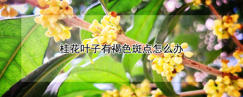 桂花叶子有褐色斑点怎么办（桂花叶子出现褐斑）